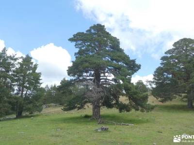 Cabeza Mediana-Monumento Guarda Forestal; parque natural de la sierra de hornachuelos ,aracena alto 